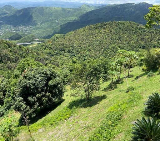 Finca Barrio Cercadillo- Cayey (Venta)